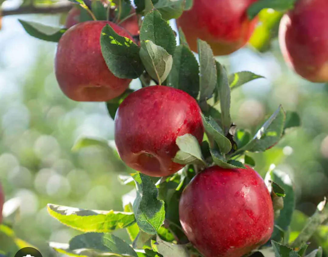 Apple fruit